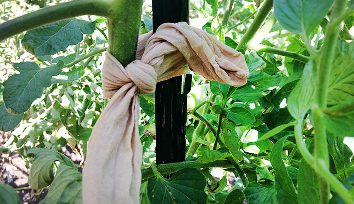 Staré punčochy místo plastových pásků na květiny: geniální trik zahradníků