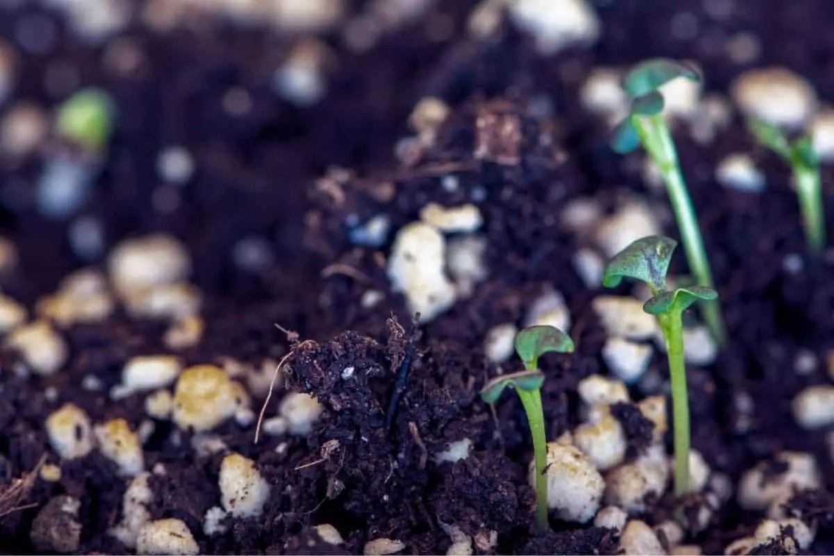 Starý molitan jako součást zeminy: půlkulturní secret místních zahradníků - image 2