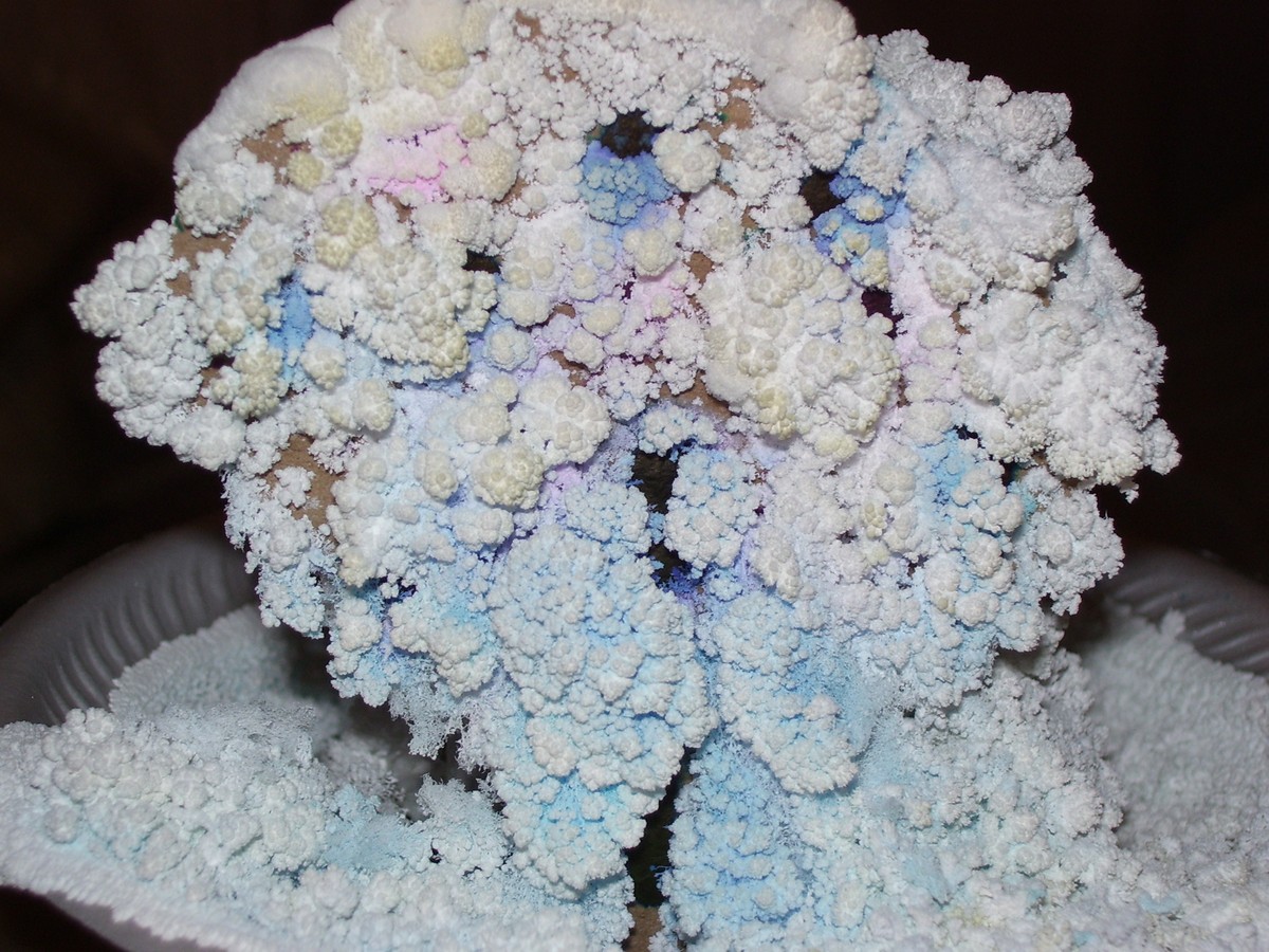 Sůl na cestách mezi záhony: levnější než herbicidy a funguje stejně dobře