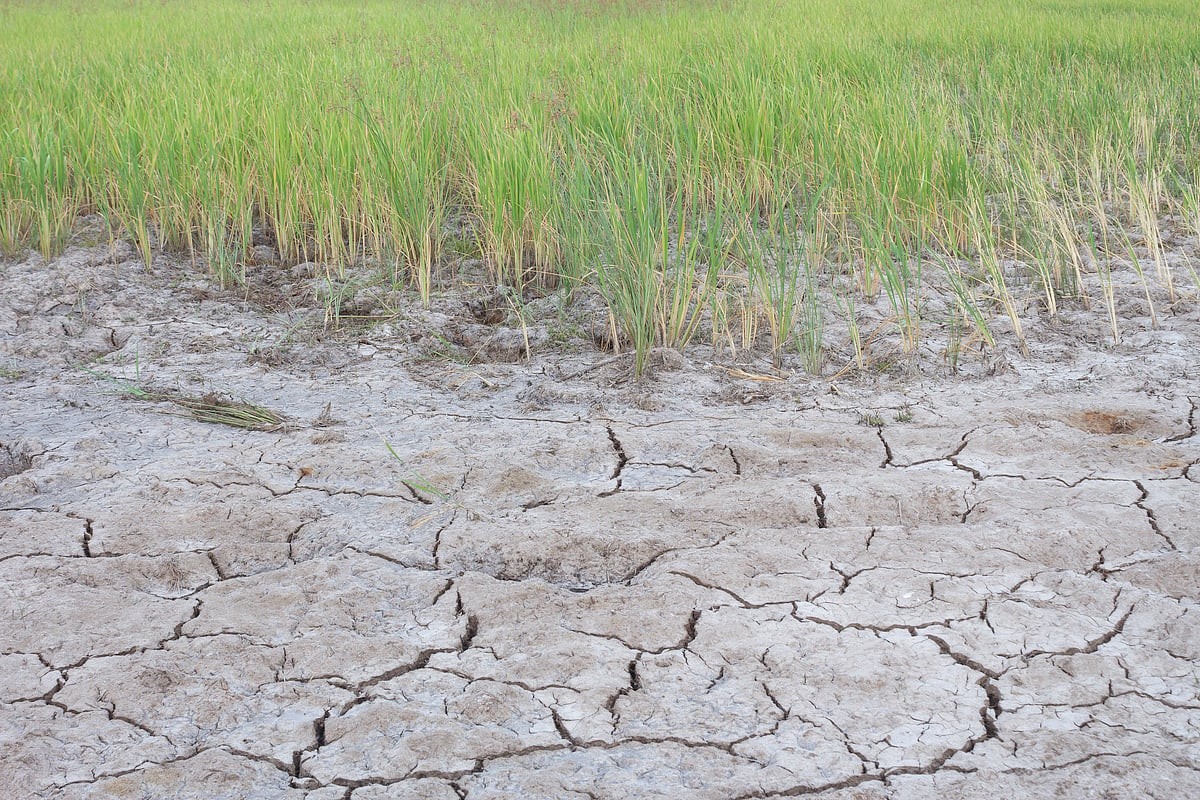 Sůl na cestě: proč ji zahradníci nikdy nepoužívají v jarní péči - image 2