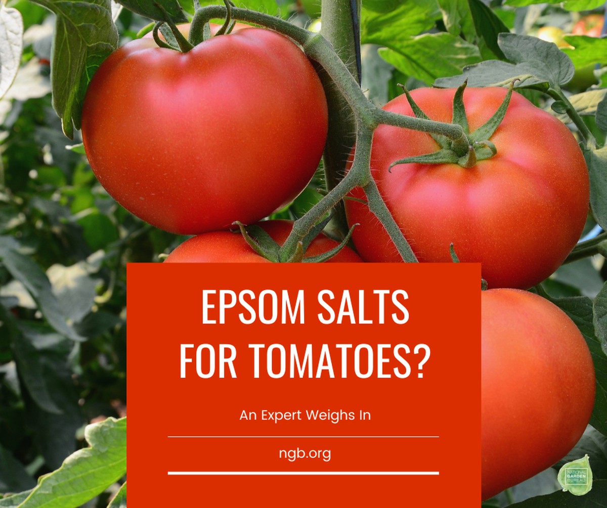 Sůl na listu rajčete: proč zemědělci ji používají každý týden