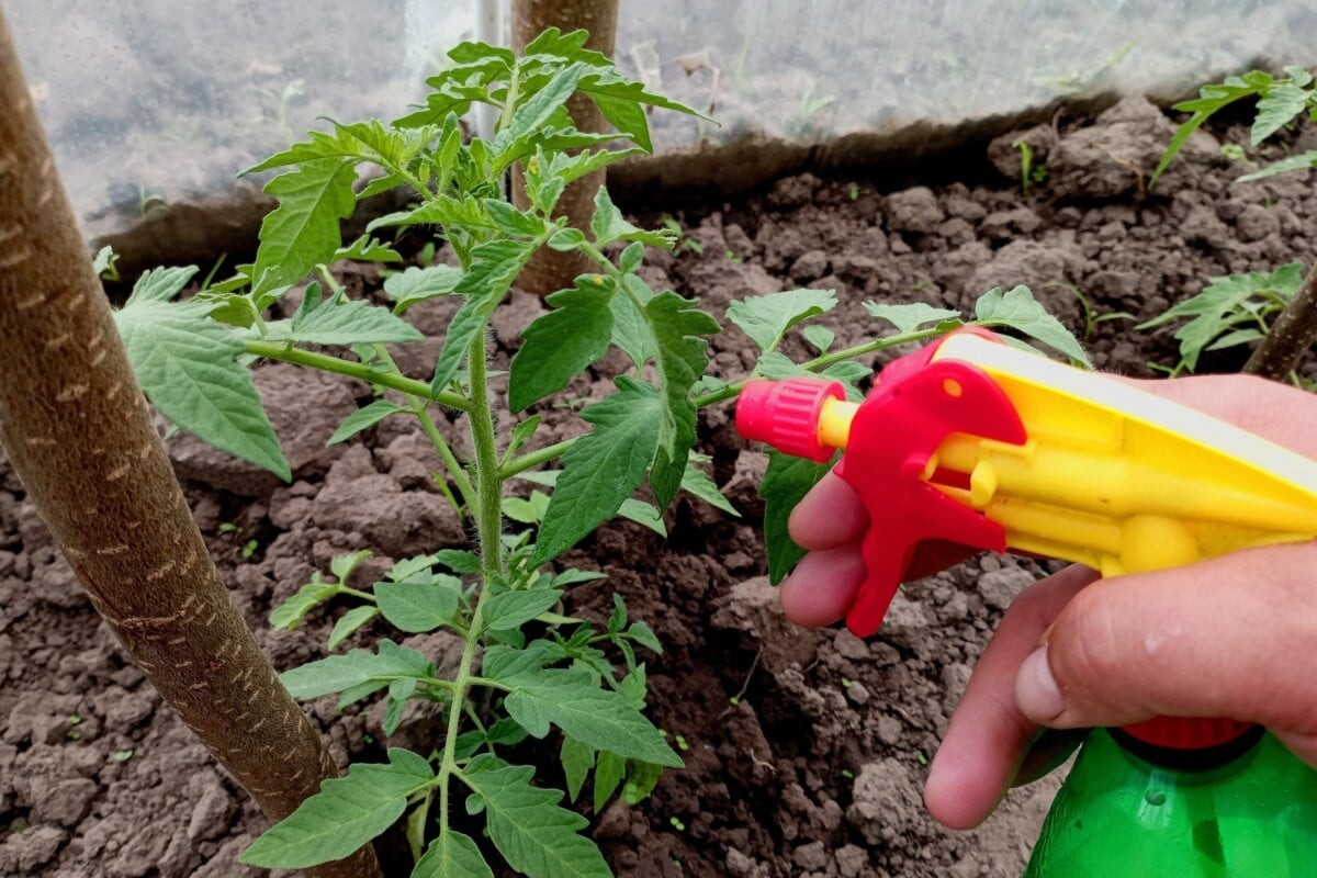 Sůl na listu rajčete: proč zemědělci ji používají každý týden - image 1