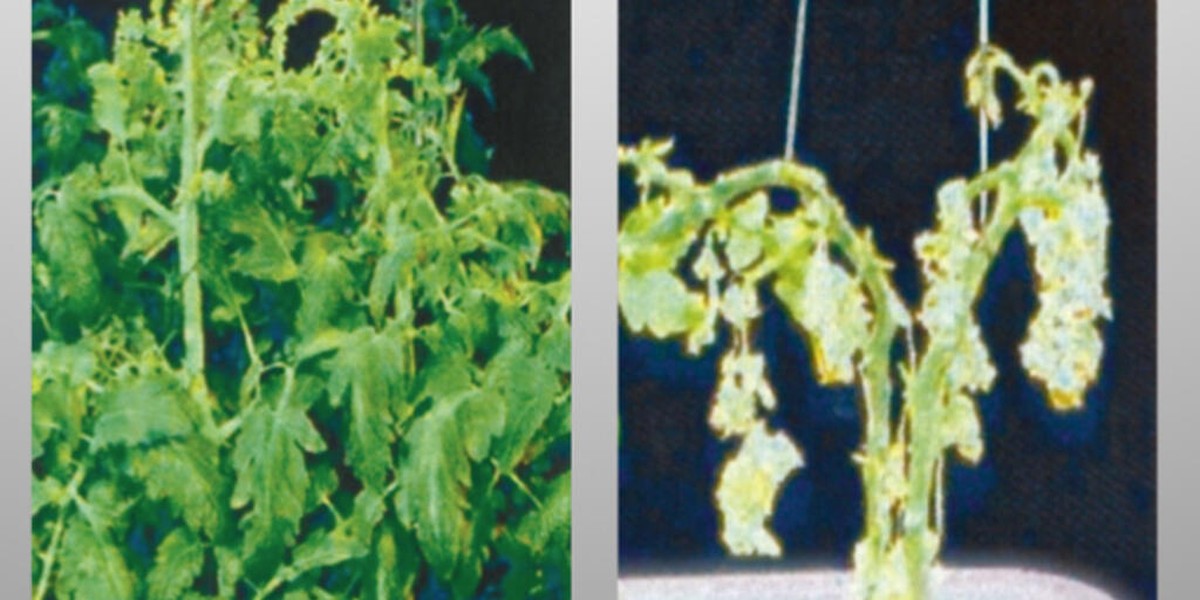 Sůl na listu rajčete: proč zemědělci ji používají každý týden - image 2