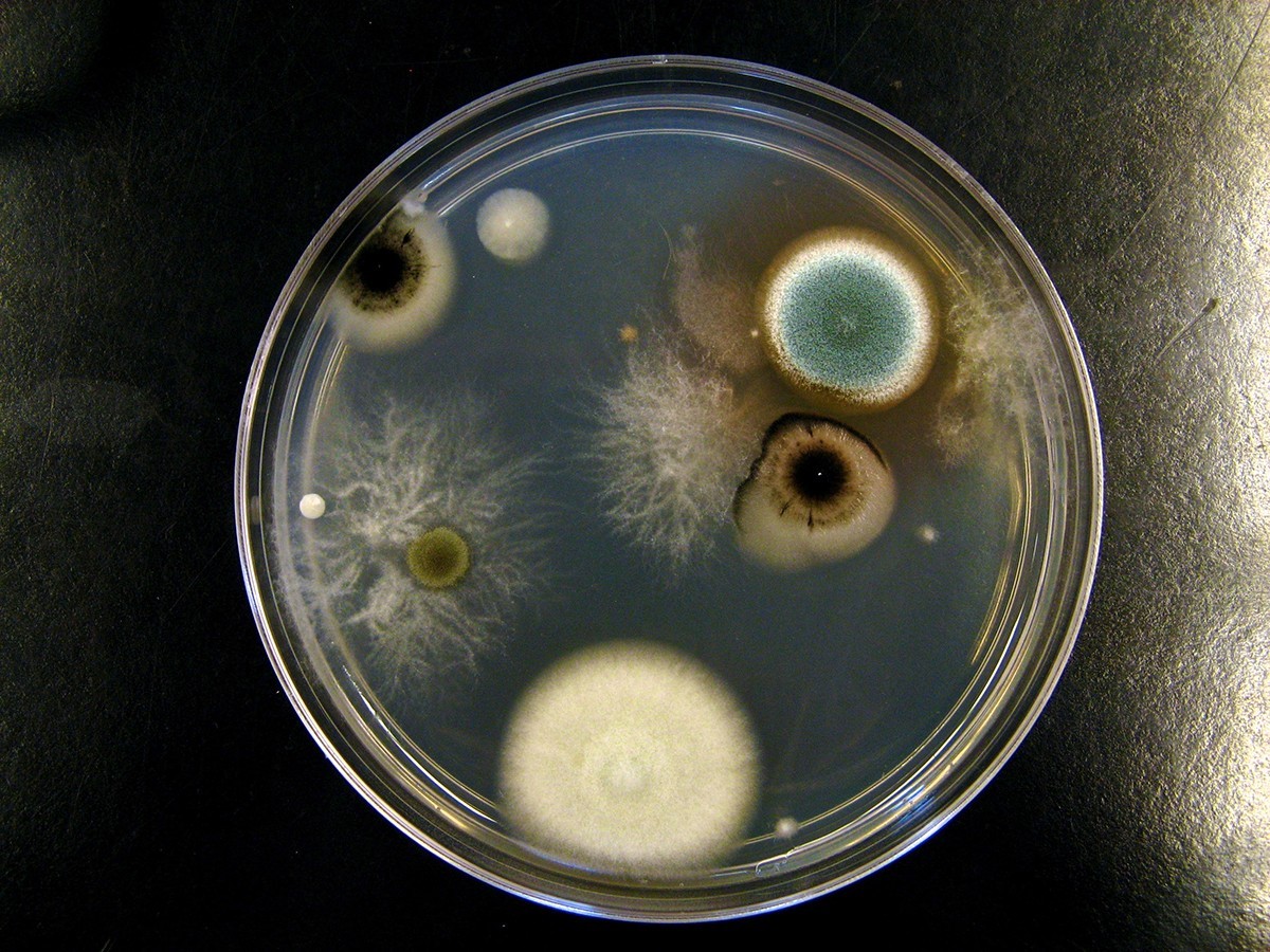 Sůl na okenní parapetech: Starý německý zvyk proti plísni a vlhkosti - image 1