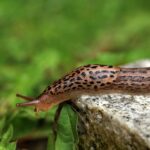 Sůl na trávě znamená jedno – jsou tam slimáci