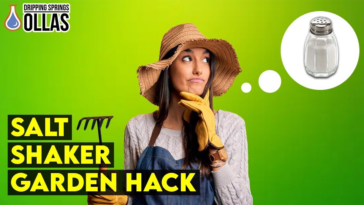 Sůl v plastové láhvi mezi řádky: tajemství, které zná každý český zahradník - image 2