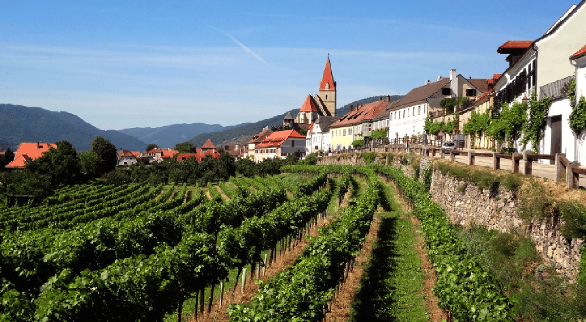 Svěřuji vám tajemství, které mi prozradil starý vinař: péče o révu - image 2