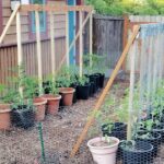 Tenký drát od starého závěsu jako ideální opěra pro rajčata