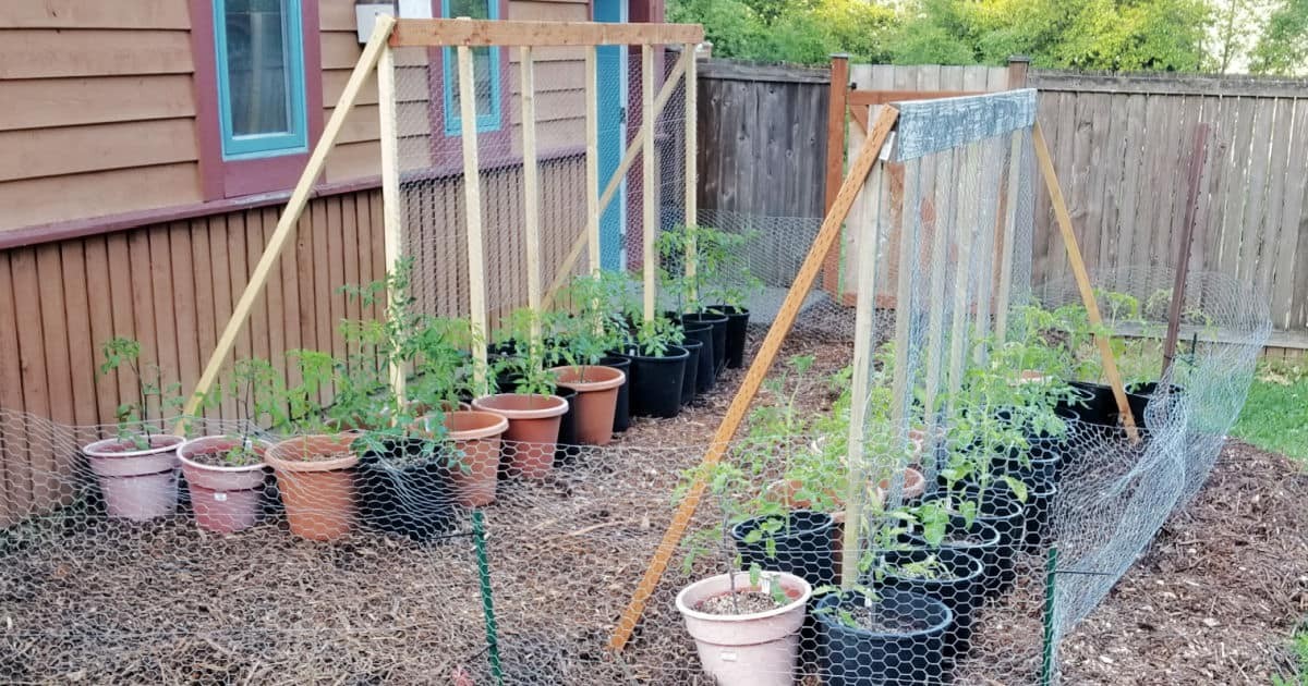 Tenký drát od starého závěsu jako ideální opěra pro rajčata