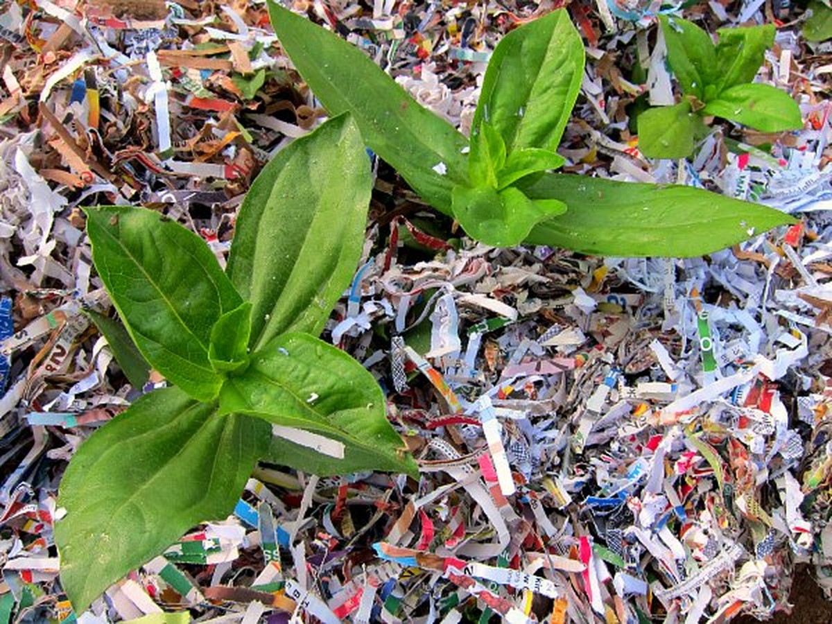 Tříděný papír jako mulč: manipulace vzdušnosti půdy bez peněz - image 2