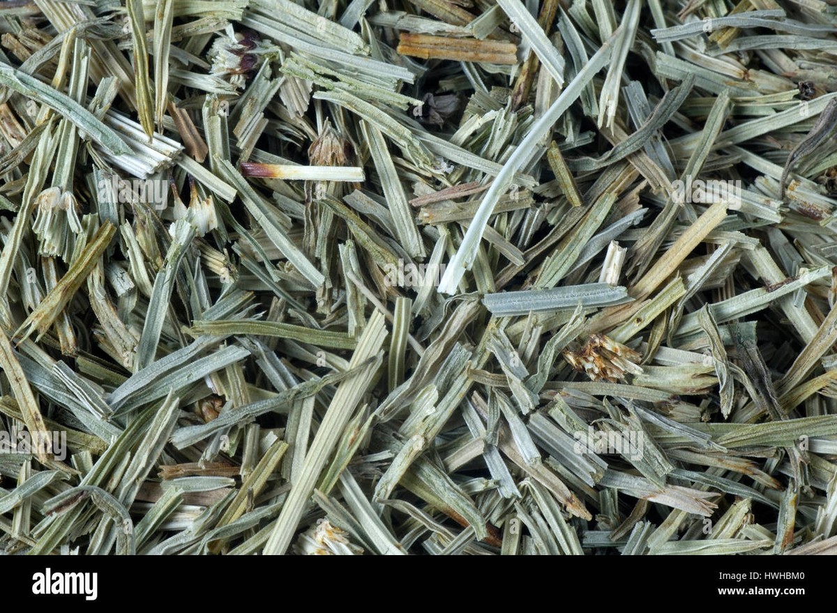 Usušený koňský chvost na balkoně? Trik proti komárům, který vědci ignorovali