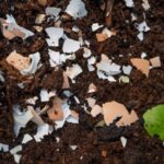 Vaječné skořápky rozdrcené kolem rajčat – jediný pesticid, který skutečně funguje