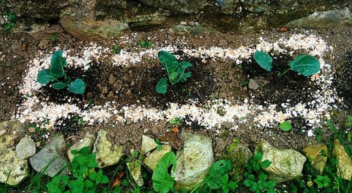 Vaječné skořápky kolem rostlin – geniální způsob, jak chránit salát před slimáky - image 1