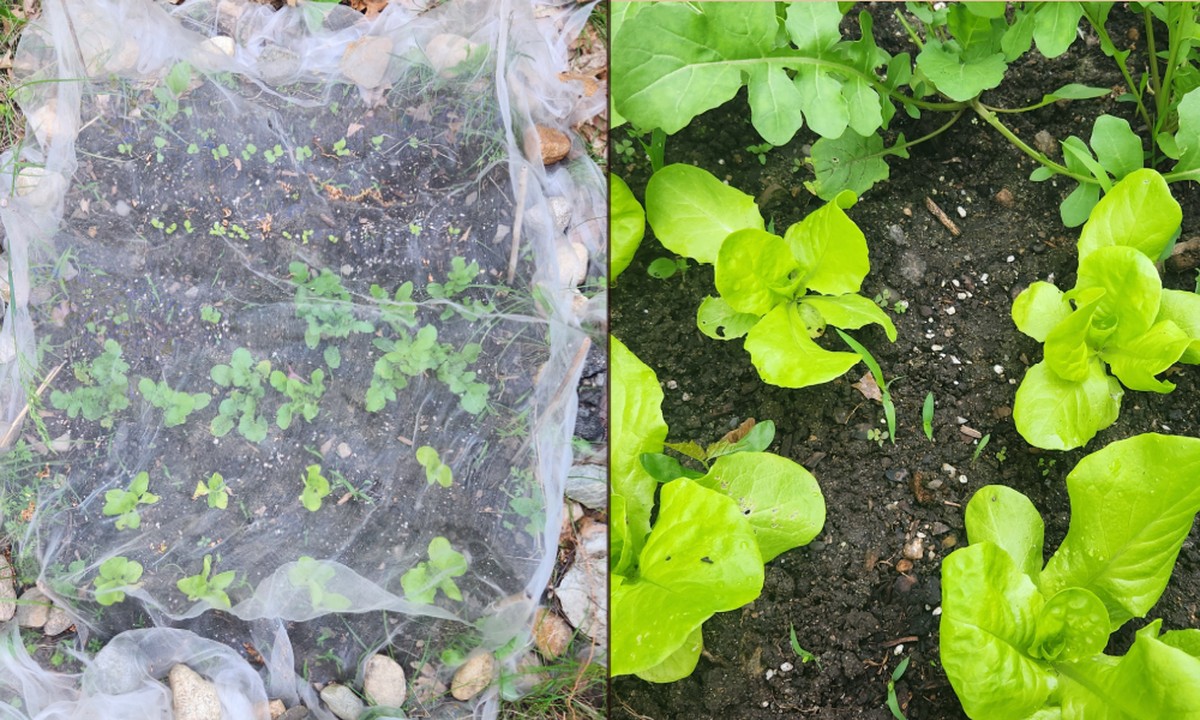 Vaječné skořápky kolem rostlin – geniální způsob, jak chránit salát před slimáky - image 2