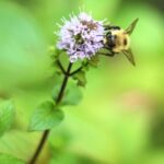 Včelaři varují: tato bylina vám osidlí všechny včely - nebo je zcela odežene