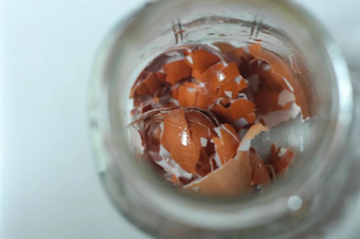 Vejce do kbelíku vody: proč to profesionální zahradníci dělají před zavlažováním