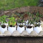 Vejce v zahradě? Rozpuštěné skořápky jako zázrak pro květiny