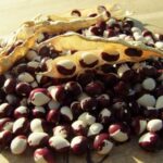 Zahradníci přiznávají: Tento počasí v dubnu znamená katastrofu pro fazole