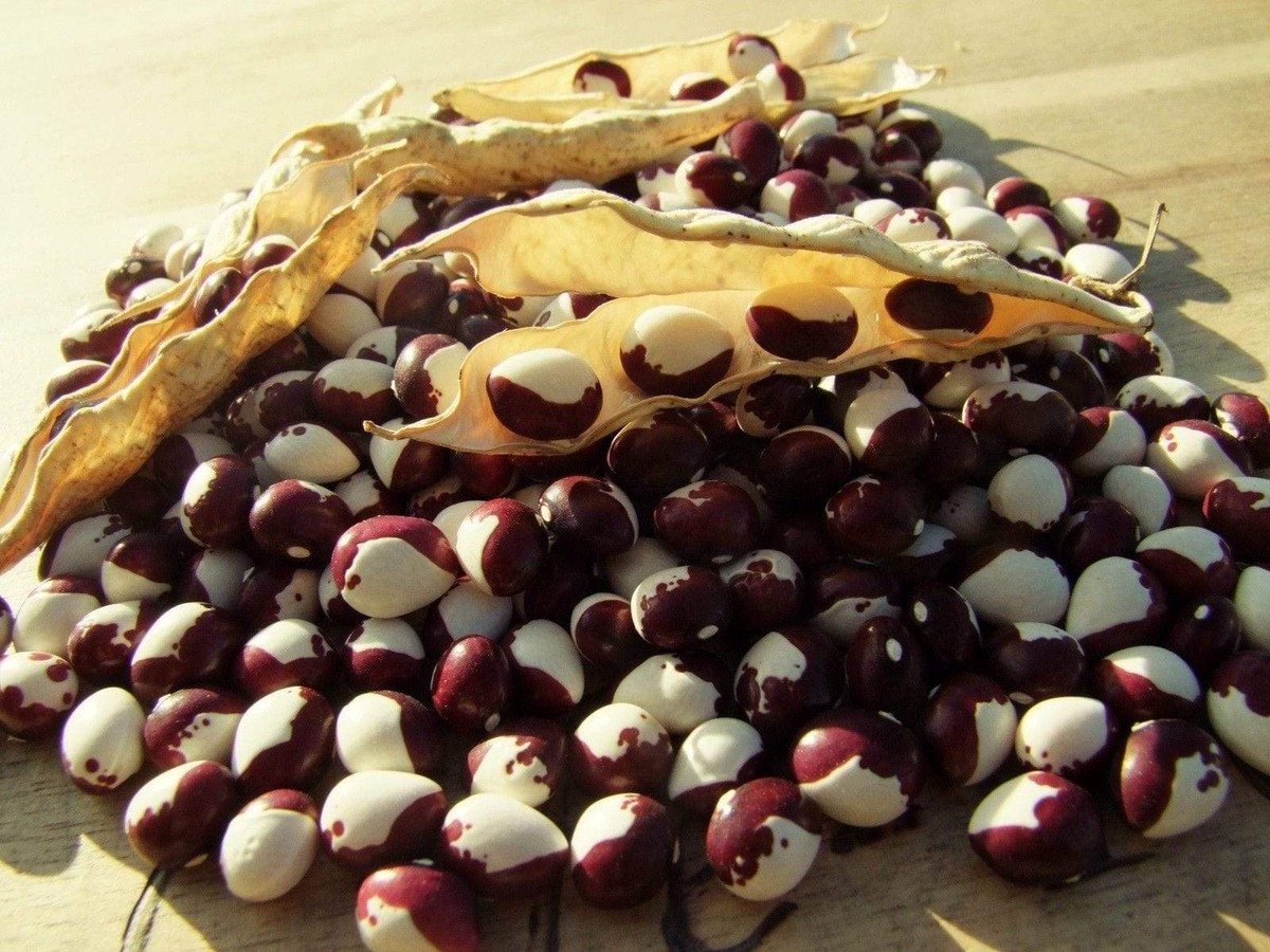 Zahradníci přiznávají: Tento počasí v dubnu znamená katastrofu pro fazole