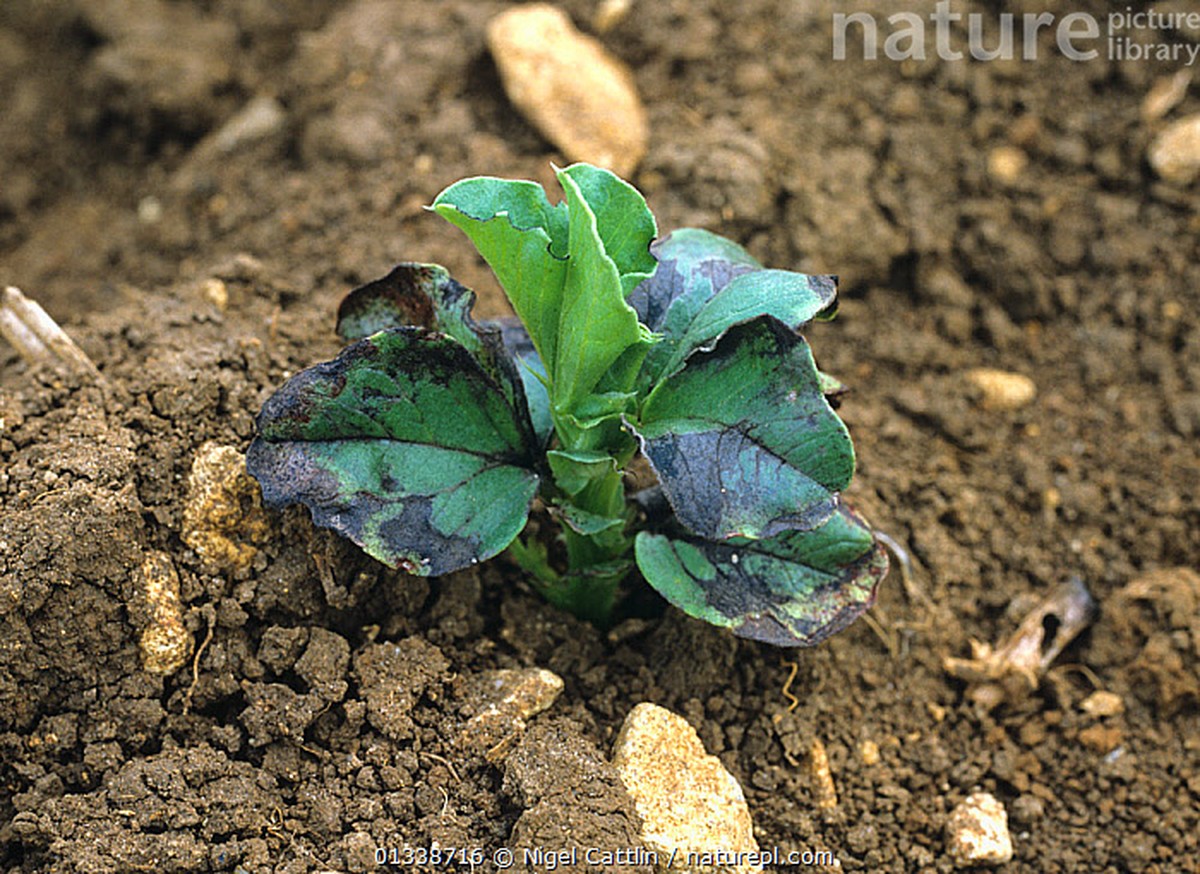 Zahradníci přiznávají: Tento počasí v dubnu znamená katastrofu pro fazole - image 1