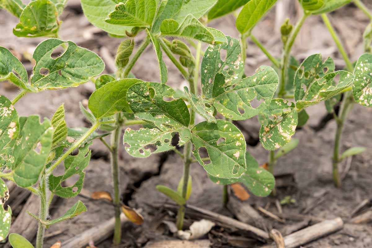 Zahradníci přiznávají: Tento počasí v dubnu znamená katastrofu pro fazole - image 2