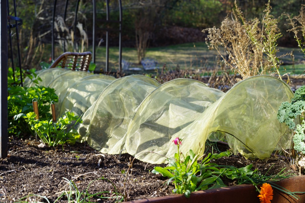 Zahradníci prozradili: kdy přesně je nejlepší čas na příkrývku zeleniny