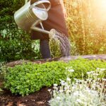 Zahradníci prozradili: toto nikdy nezavlažujte v poledne