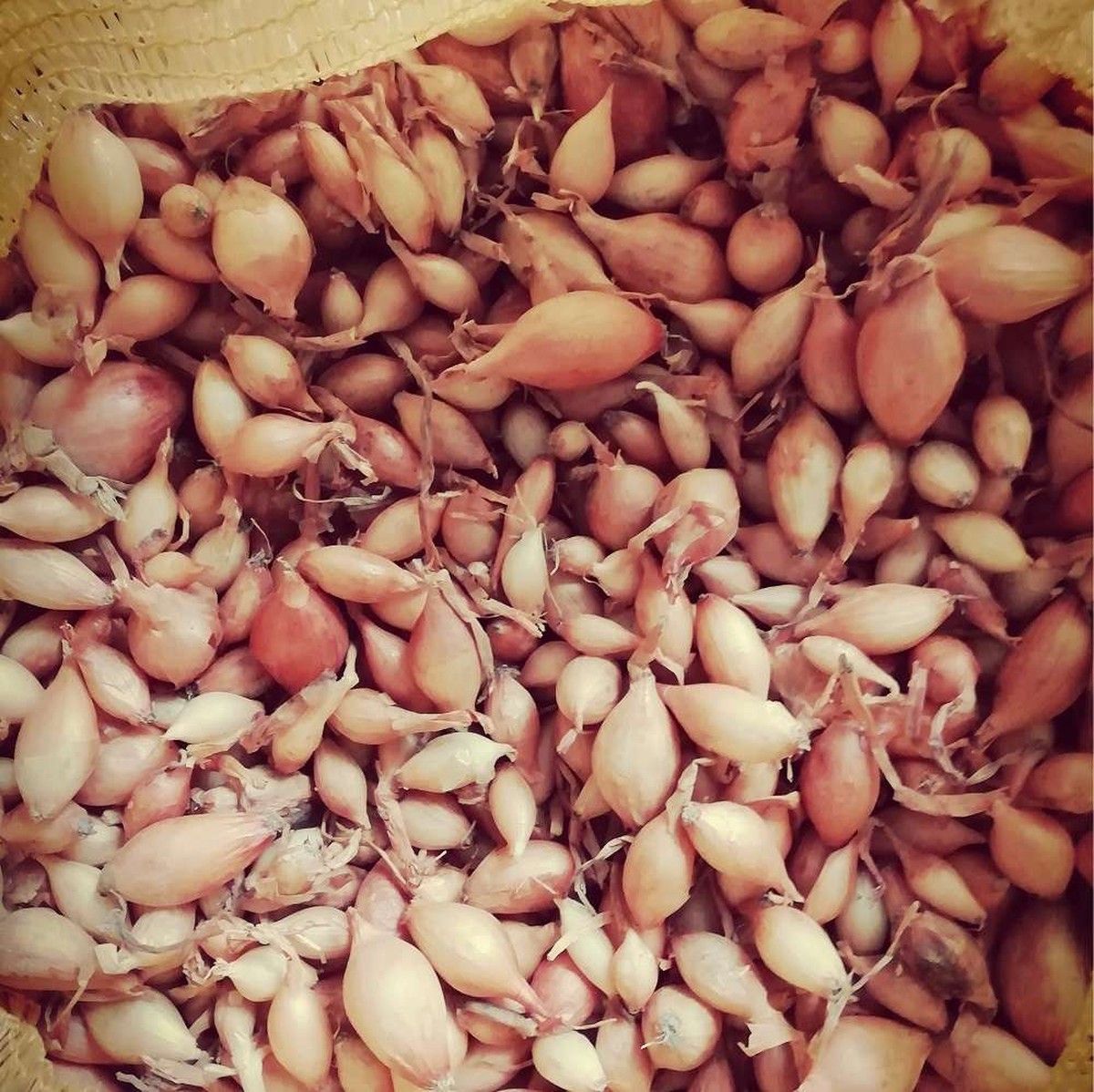 Zahradníci prozrazují: kdy přesně zasadit cibuli na zimu - image 1