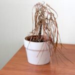 Zahradníci tiše váří: právě toto rostliny zabíjejí nejvíc