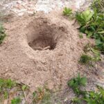 Zahradníci vám nikdy neřeknou: proč kopou díry před sázením do hloubky právě 30 cm