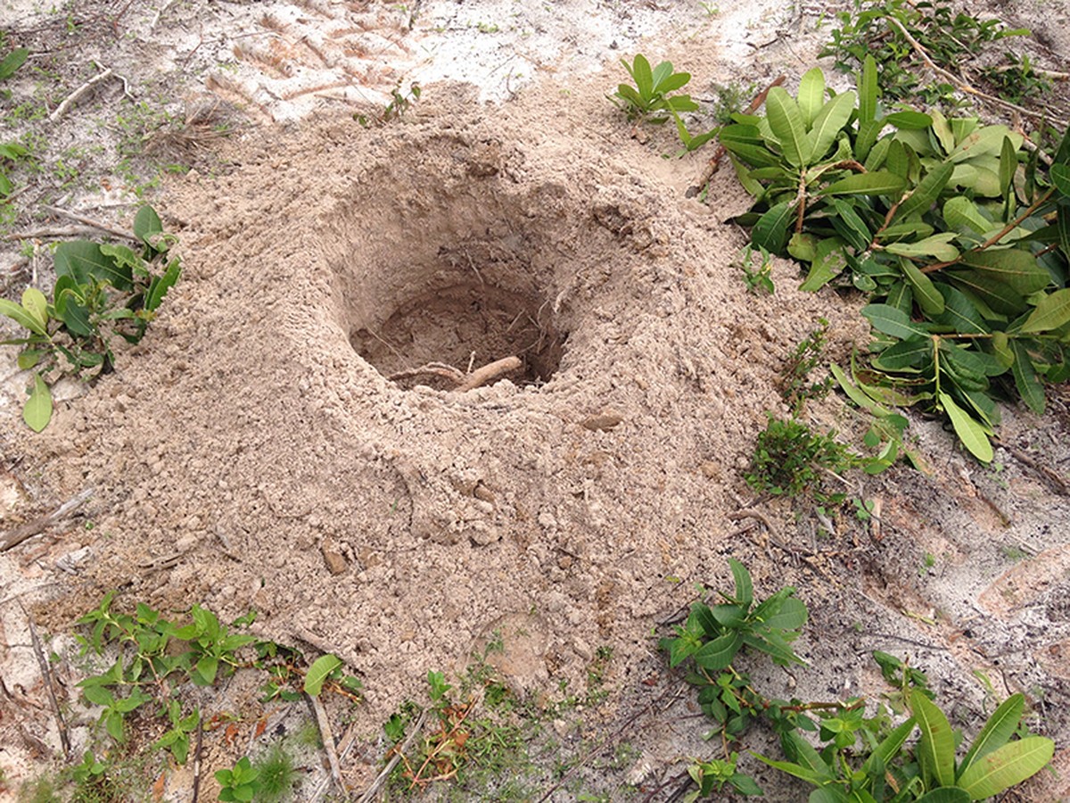 Zahradníci vám nikdy neřeknou: proč kopou díry před sázením do hloubky právě 30 cm