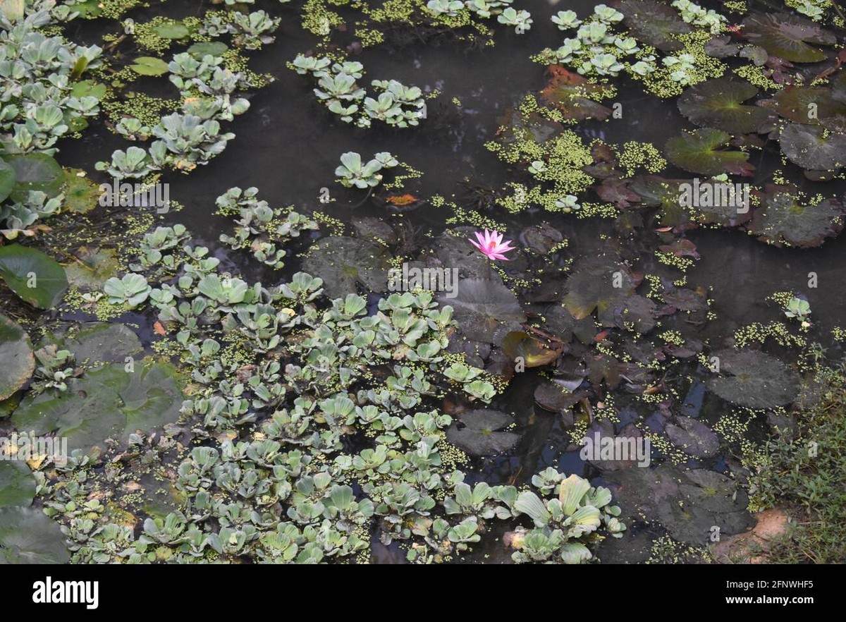 Zahradníci vám radí: nikdy nepoužívejte tuto vodu na zeleninu - image 2