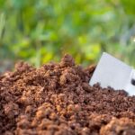 Zahradníci varují: nikdy netlačte zeminu rukama po výsadbě – proč?