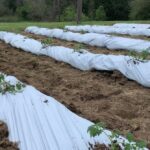 Zahradníci varují: nikdy nenechávejte půdu překrytou foliemá bez ventilace