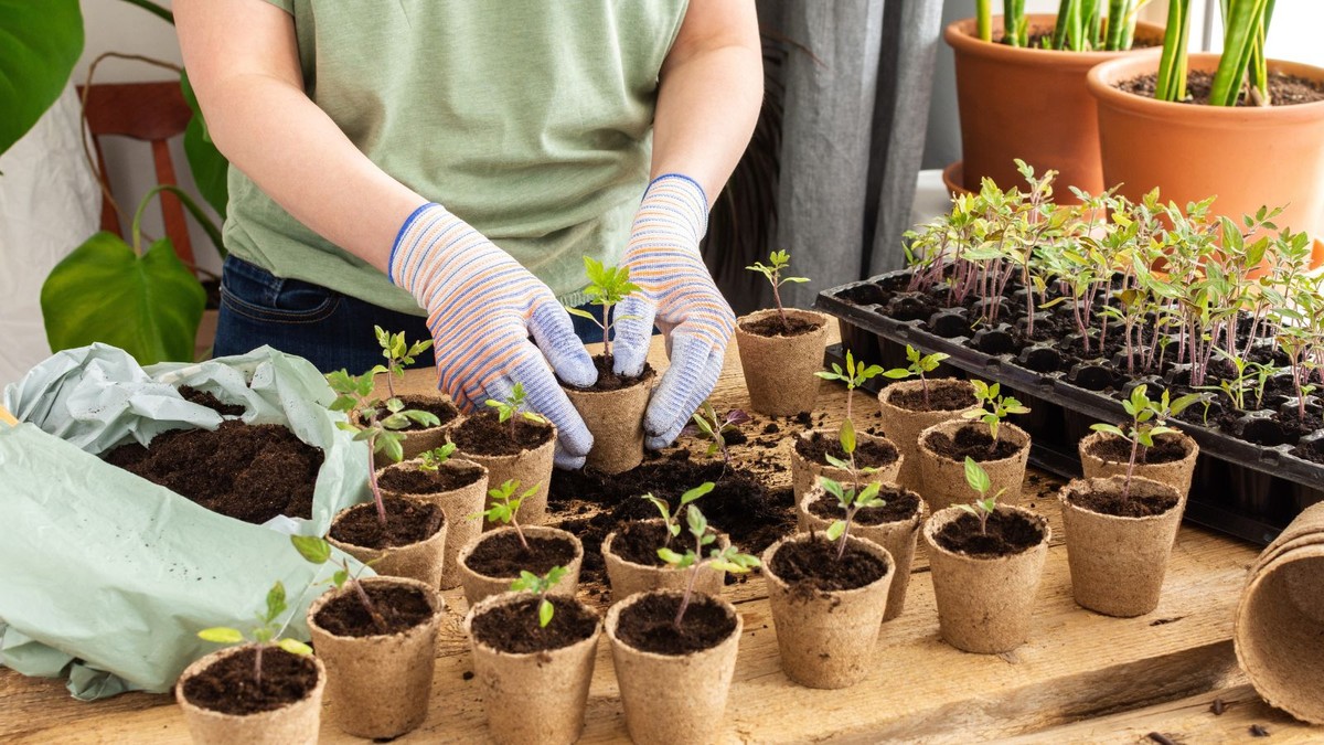 Zahradníci varují: nikdy nefoukejte na mladé výhonky při transplantaci