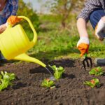 Zahradníci varují: nikdy nezavlažujte zeleninu v tuto dobu dne