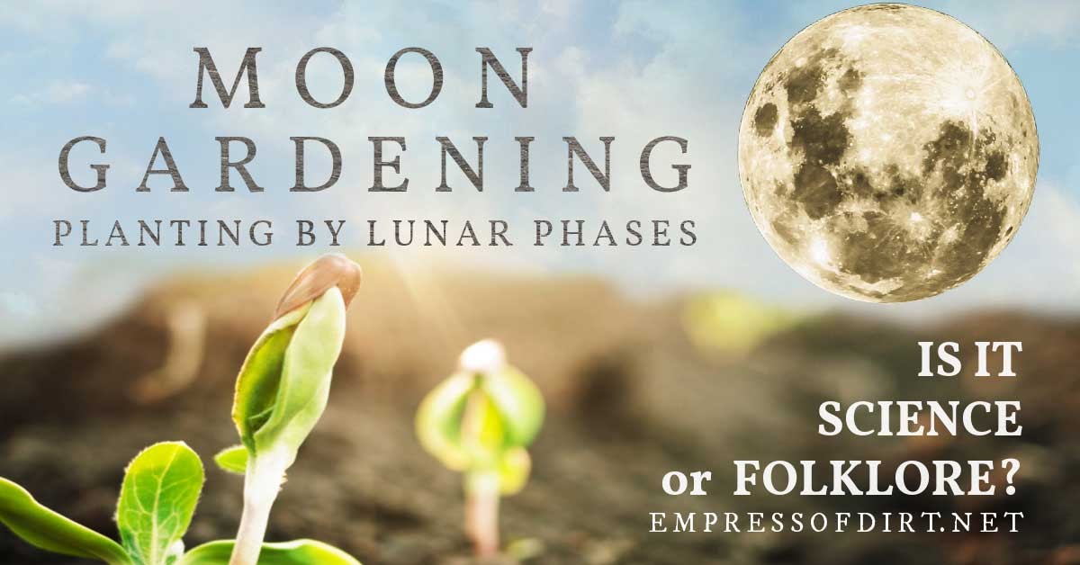 Zahradníci varují: Nikdy nesetávejte rajčata v těchto dnech měsíce - image 1