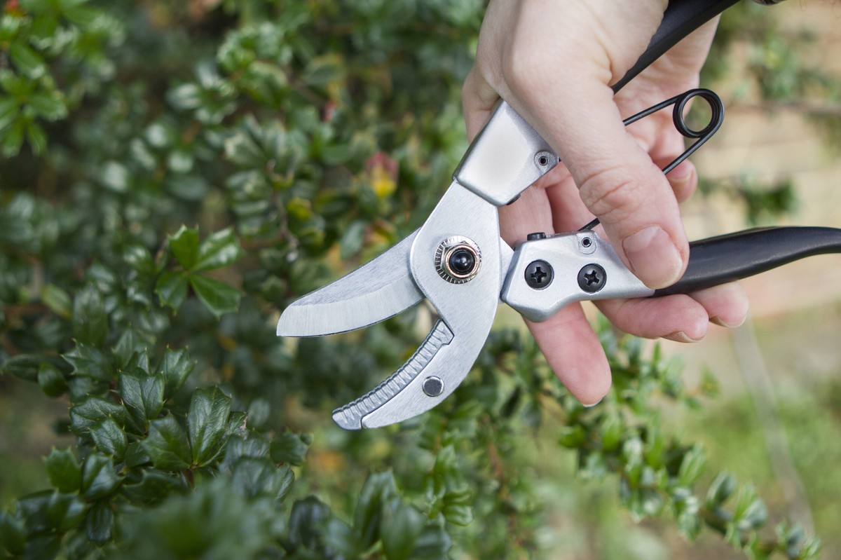 Zahradníci varují: nikdy neřežte růže těmito nůžkami - image 2