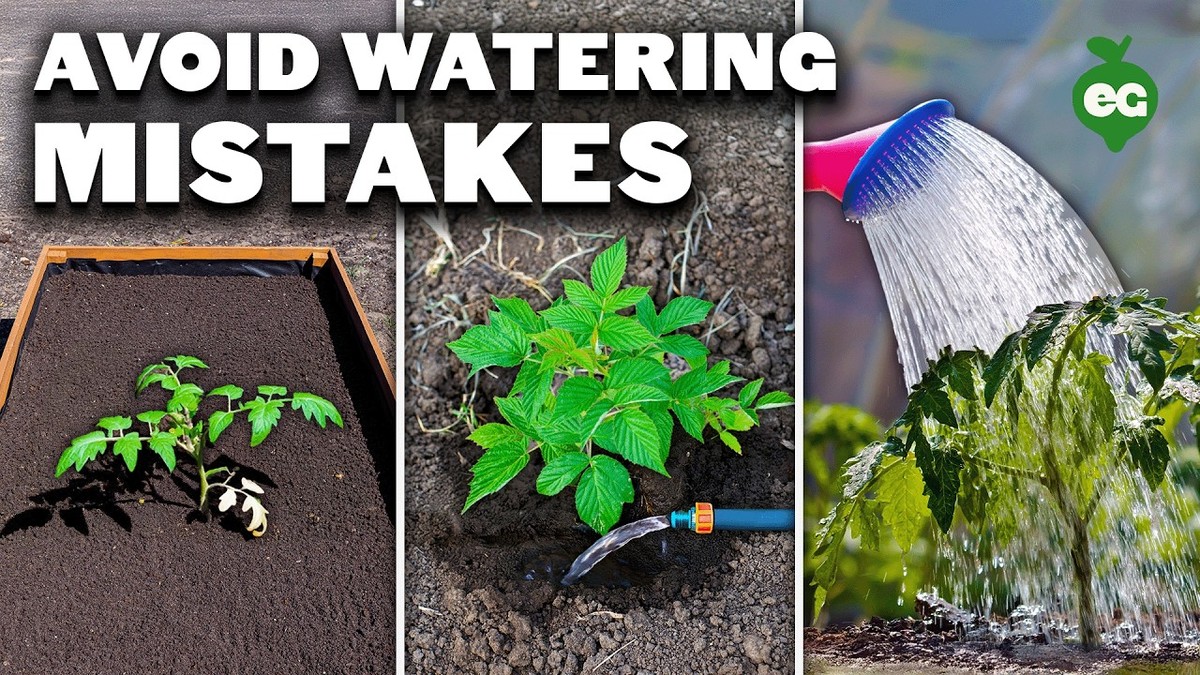 Zahradníci varují: tuto chybu při zalévání dělá každý začátečník - image 2
