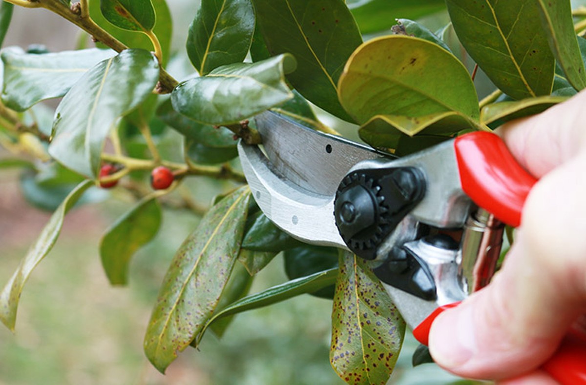 Zahradníci varují: nikdy neprořezávejte větvičky v tento měsíc - image 2