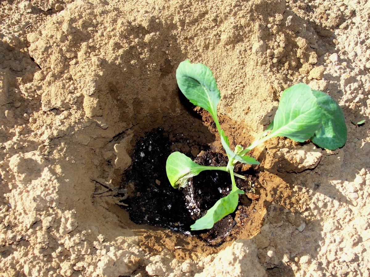 Zahradníci vás prosí: nikdy nesázejte kapustu bez této přípravy půdy