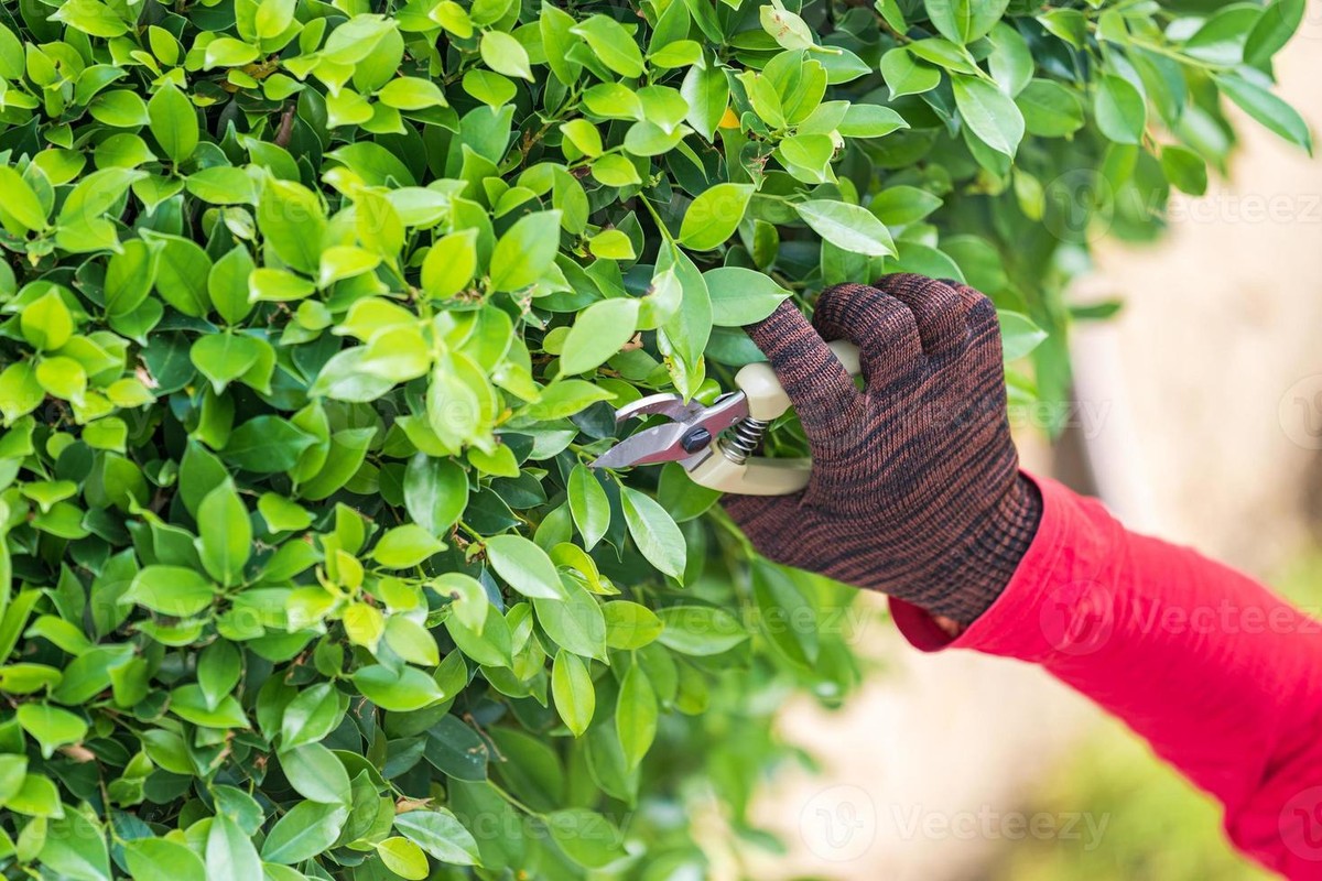 Zahradníci z Kroměříže radí: nikdy neřežte růže v tento čas dne - image 2