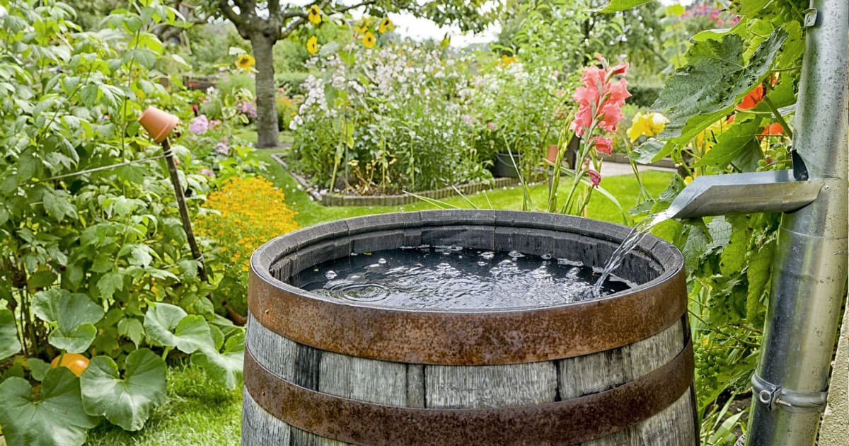 Zahradník vás prosí: nikdy nezavlažujte květiny studenou vodou z potrubí - image 2