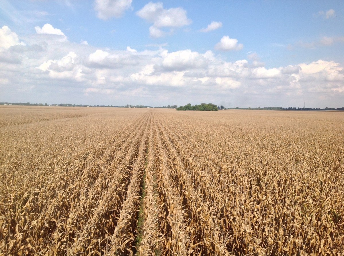 Zemědělci varují: toto hnojivo vám zničí půdu na příští 3 roky - image 2