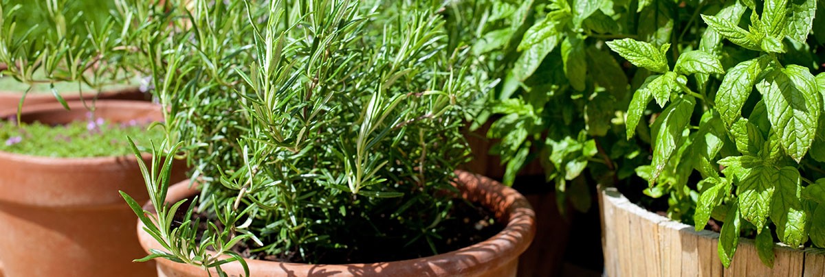 Aromaterapeuté navrhují: byliny proti komárům, které stojí desítky místo stovek