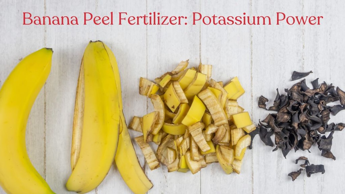 Banana peel jako hnojivo. Proč ho předává jeden zahradník druhému - image 1