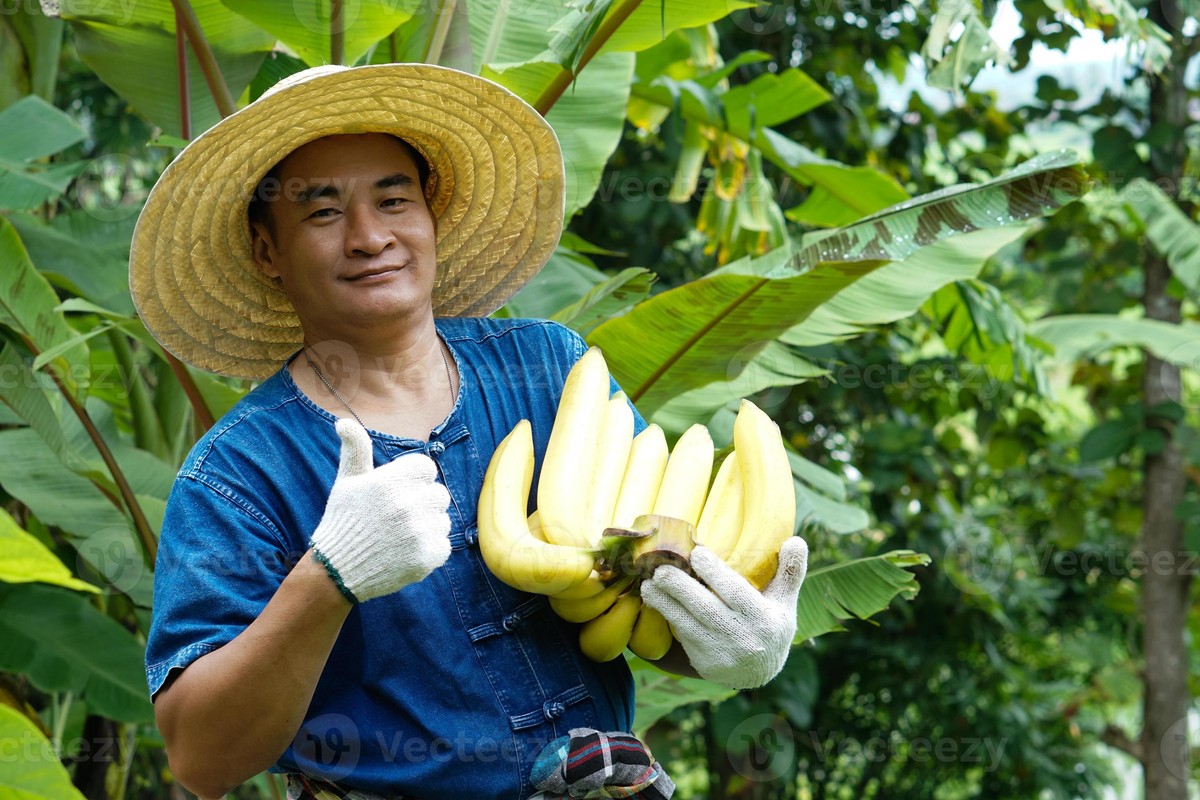 Banana peel jako hnojivo. Proč ho předává jeden zahradník druhému - image 2
