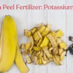 Banana slupka jako hnojivo: proč ji zahradníci nářez do sáčku