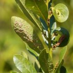 Bobkový list do mouky: 100letá finta proti hmyzu v záhradě