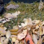 Bramborové slupky do kompostu: proč to zahradníci nikdy nekažou